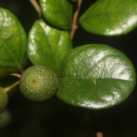 Ficus diversiformis Miq.